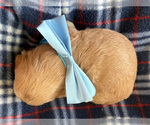 Small #1 Goldendoodle (Miniature)