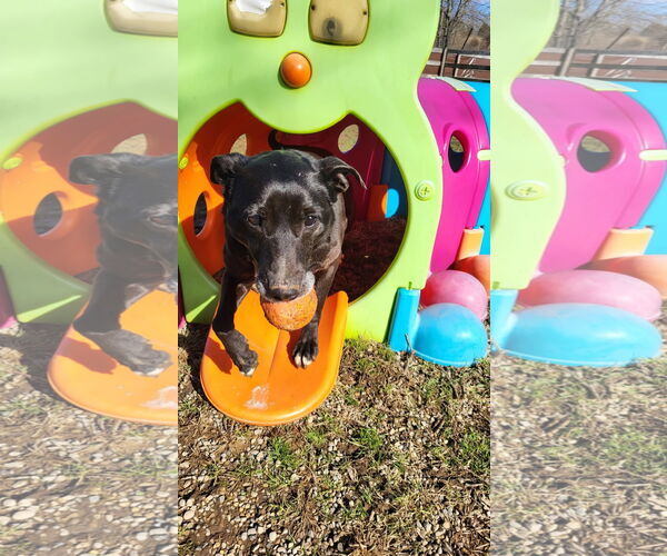 Medium Photo #13 Mutt Puppy For Sale in Germantown, OH, USA