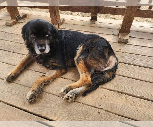 Medium Photo #3 Australian Shepherd-Unknown Mix Puppy For Sale in Wetumpka, AL, USA
