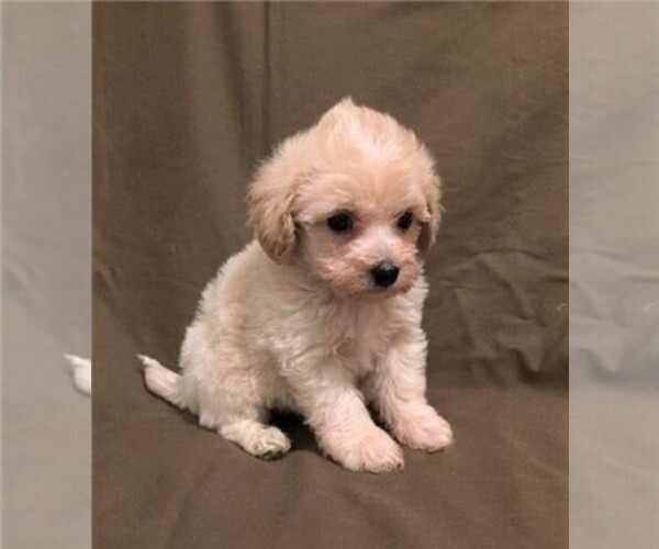 Medium Photo #2 Havanese-Poodle (Toy) Mix Puppy For Sale in ORO VALLEY, AZ, USA