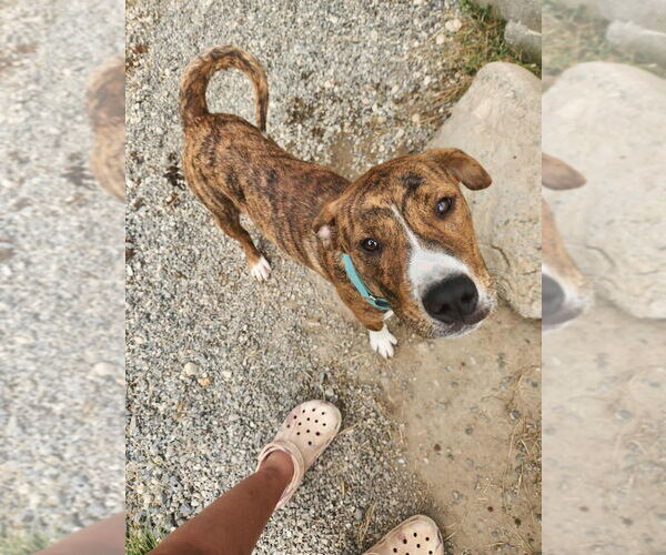 Medium Photo #2 Plott Hound-Unknown Mix Puppy For Sale in garner, NC, USA