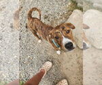 Small #1 Plott Hound Mix