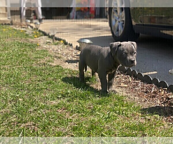 Medium Photo #1 American Bully Puppy For Sale in OVERLAND, KS, USA