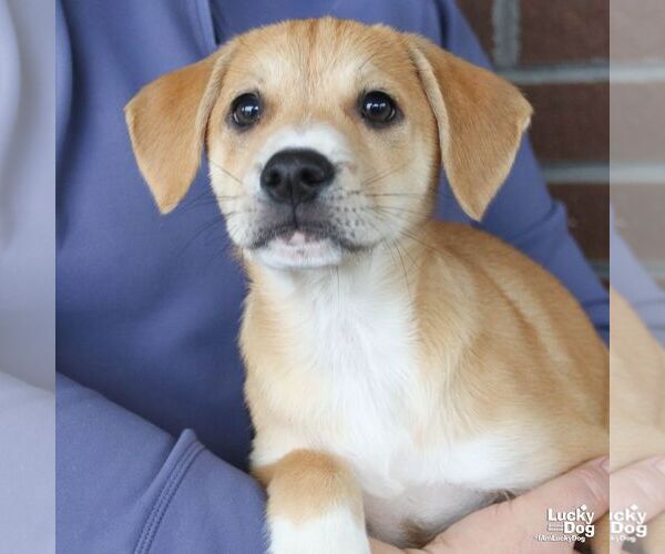 Medium Photo #2 Mutt Puppy For Sale in Washington, DC, USA