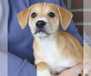 Muffin - Female Mutt Dog for Adoption - Photo #2