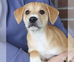 Small Photo #2 Mutt Puppy For Sale in Washington, DC, USA