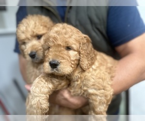 Goldendoodle Puppy for Sale in DIAMOND, California USA