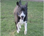 Small #2 Mutt