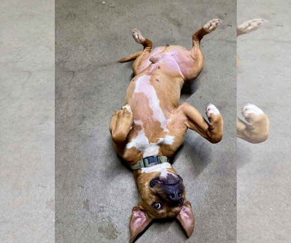 Medium Photo #4 Boxer-Unknown Mix Puppy For Sale in Germantown, OH, USA