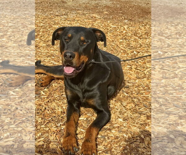 Medium Photo #6 Rotterman Puppy For Sale in Woodland Hills, CA, USA