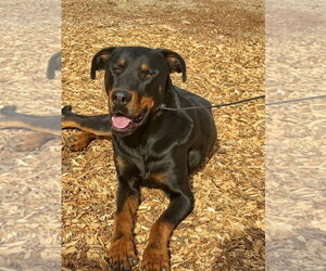 DOBI - Male Rotterman Dog for Adoption - Photo #6