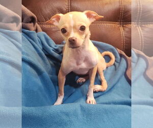 Rat-Cha Dogs for adoption in Princeton, MN, USA