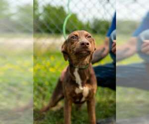 Mutt Dogs for adoption in Westwood, NJ, USA