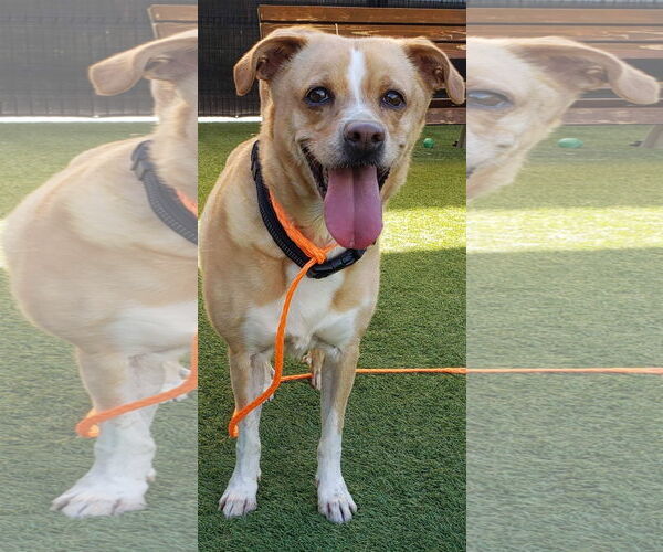 Medium Photo #3 Basenji-Unknown Mix Puppy For Sale in Anchorage, AK, USA