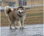 Small #10 Alaskan Malamute