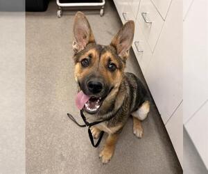 German Shepherd Dog-Unknown Mix Dogs for adoption in HESPERIA, CA, USA