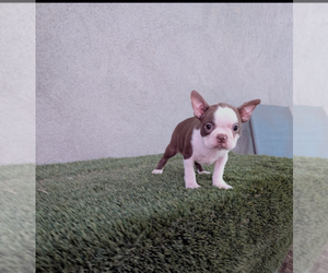 Boston Terrier Puppy for sale in SAN FERNANDO, CA, USA