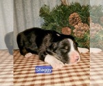 Small Photo #4 Border Collie Puppy For Sale in NEW YORK MILLS, MN, USA