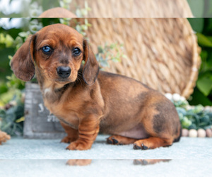 Medium Dachshund