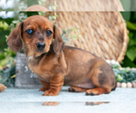 Puppy Garnet Dachshund