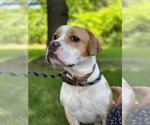 Small #4 American Pit Bull Terrier-Beagle Mix