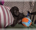 Small Photo #2 Australian Labradoodle Puppy For Sale in W FIELD, NC, USA