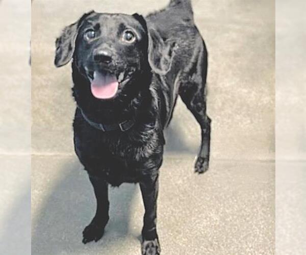 Medium Photo #2 Labrador Retriever Puppy For Sale in Houston, TX, USA