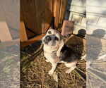 Small #3 Beagle