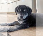 Small #1 Golden Retriever-Huskies  Mix