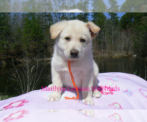 German Shepherd Dog Puppy for sale in PIEDMONT, MO, USA