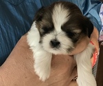 Small Photo #5 Shih Tzu Puppy For Sale in KLONDIKE, TX, USA
