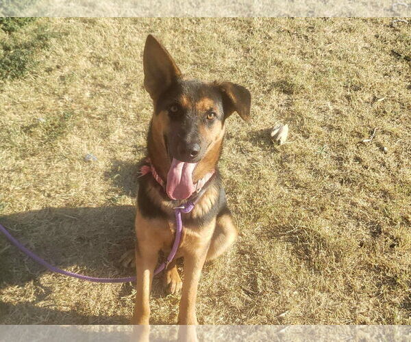 Medium Photo #4 Mutt Puppy For Sale in NEWPORT NH, NH, USA