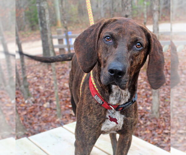 Medium Photo #3 Plott Hound-Unknown Mix Puppy For Sale in McCormick, SC, USA