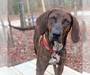 Dobby - Male Plott Hound-Unknown Mix Dog for Adoption - Photo #3
