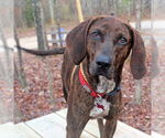 Small #2 Plott Hound Mix