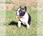 Elliot - Male Boston Terrier Puppy for Sale - Photo #7