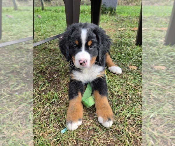 Medium Photo #3 Bernese Mountain Dog Puppy For Sale in SUPERIOR, WI, USA
