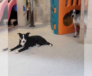 Tana - Female Border-Aussie Dog for Adoption - Photo #5