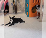 Small Photo #5 Border-Aussie Puppy For Sale in Highland, IL, USA