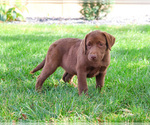 Small #9 Labrador Retriever
