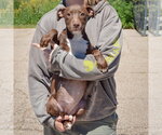 Small #2 American Staffordshire Terrier-Chocolate Labrador retriever Mix
