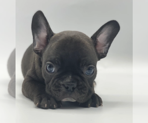 French Bulldog Puppy for sale in HOLLYWOOD, FL, USA