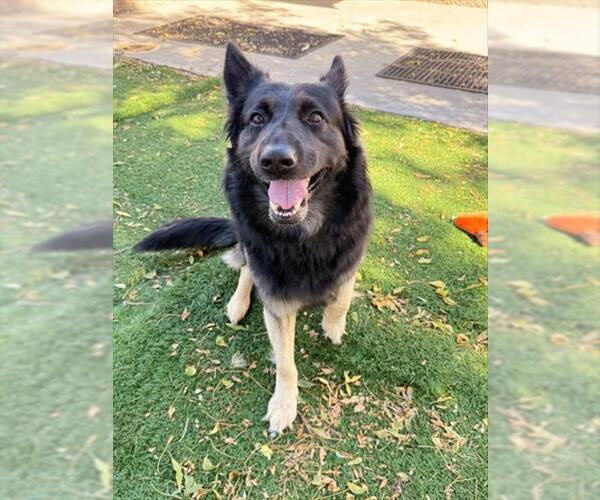 Medium Photo #2 German Shepherd Dog Puppy For Sale in Fremont, CA, USA