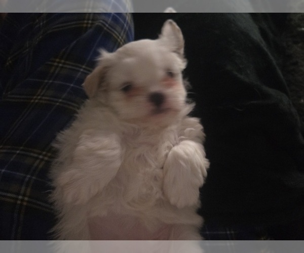 Medium Photo #10 Mal-Shi Puppy For Sale in SAN JOSE, CA, USA