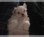 Small Photo #10 Mal-Shi Puppy For Sale in SAN JOSE, CA, USA