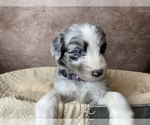 Small Photo #4 Aussiedoodle Puppy For Sale in CONCORD, NC, USA