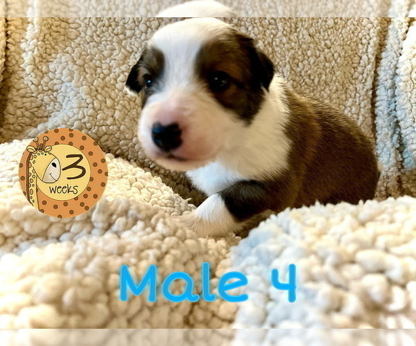 Medium Photo #1 Border Collie Puppy For Sale in AND, SC, USA