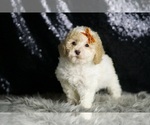 Small Photo #81 Maltipoo (Miniature) Puppy For Sale in WARSAW, IN, USA