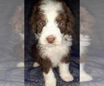 Small Photo #10 Aussie-Poo-Aussiedoodle Mix Puppy For Sale in ANNISTON, AL, USA