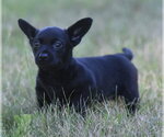 Small #7 Chihuahua